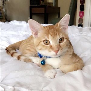 Meet your Posher, Carys